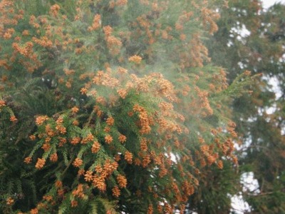 花粉症の症状が出にくい！